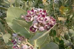 Calotropis procera
